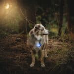 Orbiloc-Dog-Dual-veiligheidslamp-hondenverlichting-blauw-led