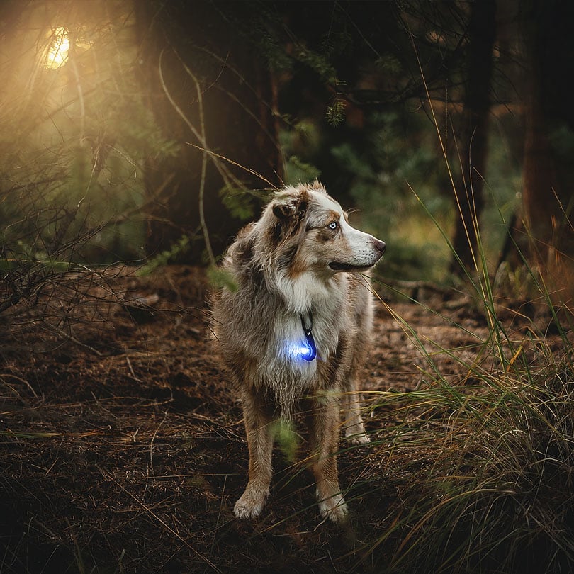 Orbiloc-Dog-Dual-veiligheidslamp-hondenverlichting-blauw-led