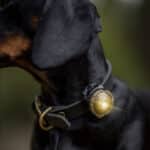 Dog-Dual-LED-verlichting-voor-wandelen-in-het-donke