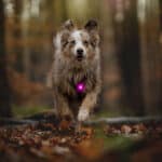 Orbiloc-Dog-Dual-Veiligheidslamp-hondenverlichting-Roze