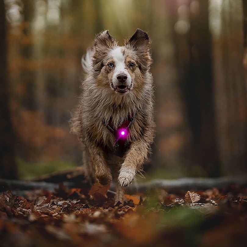 Orbiloc-Dog-Dual-Veiligheidslamp-hondenverlichting-Roze